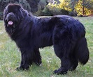 Bernese Mountain Dog Mixed With Newfoundland | escapeauthority.com