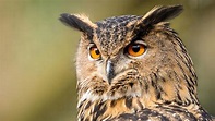 Eurasian eagle-owl ⋆ Mulhouse Zoo, zoological and botanical park