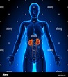 Nieren - weiblichen Organe - Anatomie des Menschen Stockfotografie - Alamy