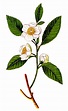 Illustration of a Camellia sinensis | Illustration, Flower illustration ...