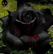 Pin on blood roses / rosas con sangre