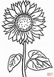 Ausmalbild: Sonnenblume | Ausmalbilder kostenlos zum ausdrucken