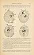 The germ-plasm; a theory of heredity : Weismann, August, 1834-1914 ...