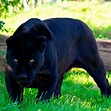 Saiba tudo sobre a pantera negra (que na verdade é um leopardo ou uma ...