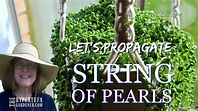 String of Pearls Let's Propagate and See What Works Best - Trying 3 ...
