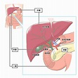 肝臓の解剖生理-肝臓の働きを知ろう | 看護師学習ノート