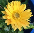 Yellow Gerber Daisy | Yellow daisies, Gerbera flower, Gerber daisies