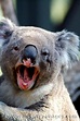 Can a koala give you rabies? - Quora