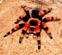 Mexican Redknee Tarantula Care Sheet