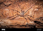 Giant Huntsman Spider, Heteropoda maxima, inside cave at Nong Ping ...