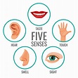 Premium Vector | Five senses of human perception poster icons. taste ...