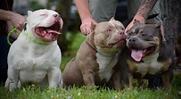 Best Extreme Pocket American Bully Puppies For Sale