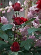 PlantFiles Pictures: Hybrid Tea Rose 'Ingrid Bergman' (Rosa) by Calif_Sue
