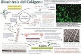 Biosíntesis del colágeno — IMC | Instituto del Metabolismo Celular