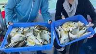 數十萬黃立鯧湧港掀搶釣潮 網民：釣到手軟(多圖) | am730