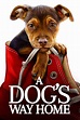 A Dog's Way Home now available On Demand!