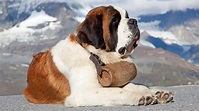 TIL the idea of St. Bernard rescue dogs wearing casks of brandy comes ...