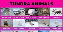 Tundra Animals: Helpful List of 40 Animals that Live in the Tundra ...