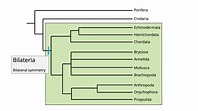 Animal Phylogeny | Digital Atlas of Ancient Life