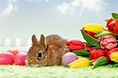 Easter Bunny Fondo de pantalla HD | Fondo de Escritorio | 3000x1996 | ID:814421 - Wallpaper Abyss