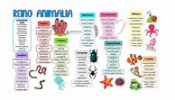 Mapa mental - Reino Animalia - Baixe grátis o mapa mental em PDF!