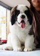 3 Amazing Top Cute Bernard Puppies | St bernard puppy, Puppy pictures ...