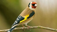 Goldfinch (Carduelis carduelis) - British Birds - Woodland Trust
