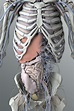 Zygote::Solid 3D Male Organs Model | Medically Accurate | Human Anatomy