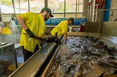 Innovative Hatchery Practices Show Promise for Salmon - Northern California Water Association