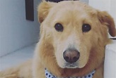 Murió Toby, el perro que iba a recibir un marcapasos | La FM