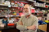 In apoptosis, cell death spreads through perpetuating waves | News ...