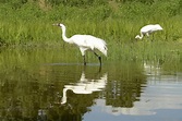 About the Film | Journey of the Whooping Crane