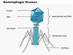 0714 Bacteriophages Structure Medical Images For Powerpoint ...
