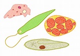 Protozoos Microbios La Biología · Imagen gratis en Pixabay