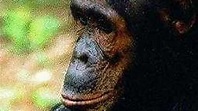 People of the Forest: The Chimps of Gombe (1988) — The Movie Database ...