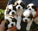 St. Bernard Puppies.....adorable!!! | St bernard puppy, Puppies, Cute ...