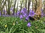 Bluebells at a greenspace near you - Thames Basin Heaths