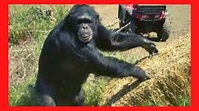 La historia de Travis, el Chimpancé que le arranco el rostro a una ...
