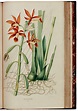 Carl Ludwig Blume | Collection des orchidées, Amsterdam, 1858, folio ...