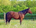 Pferd Arabisches Halbblut Natur - Kostenloses Foto auf Pixabay - Pixabay