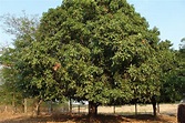 Trees Planet: Mangifera indica - Mango Tree