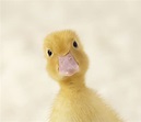Everything You Ever Wanted to Know About Ducks