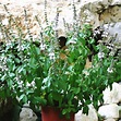 Ocimum basilicum 'Magic White' Organic