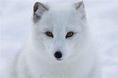 Arctic Fox Facts for Kids | Polar Foxes | Snow Fox | Artic Animals