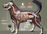 Veja 7 curiosidades sobre o corpo do cachorro: saiba mais da anatomia ...