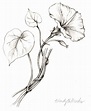 Morning Glory. From the collection of botanical illustrations of ...