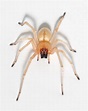 Yellow sac spiders (family Cheiracanthiidae) | spiderbytes