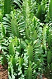 Wolfsmilch (Euphorbia) grün | Euphorbien | Zimmerpflanzen | Palmenmann