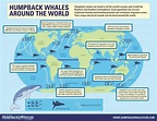 Humpback Whale Migration Map / Humpback Whale Size Song Habitat ...