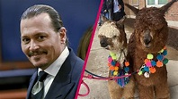 Johnny Depp fans brought him emotional support alpacas outside court to ...